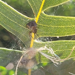 Araneus albotriangulus