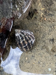 Austrocochlea porcata