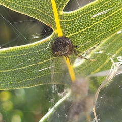 Araneus albotriangulus
