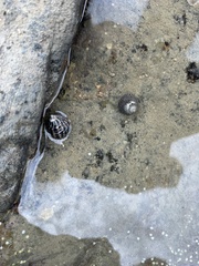 Austrocochlea porcata