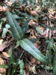 Trachelospermum asiaticum