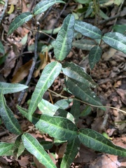 Trachelospermum asiaticum