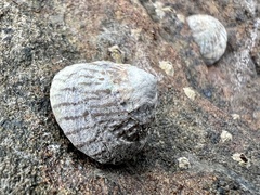 Bembicium nanum