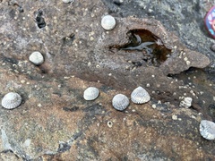 Bembicium nanum