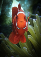 Amphiprion biaculeatus