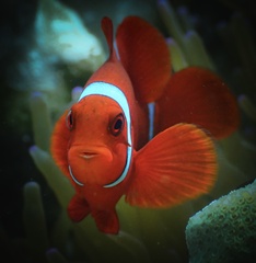 Amphiprion biaculeatus