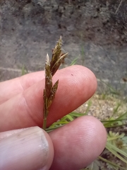 Carex leporina