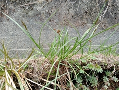 Carex leporina