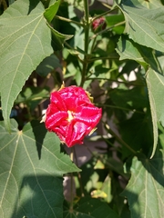 Rhododendron arboreum