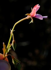 Pelargonium capillare