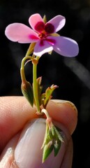 Pelargonium capillare