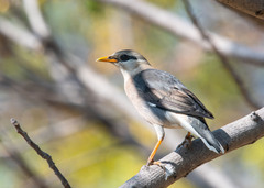 Acridotheres leucocephalus