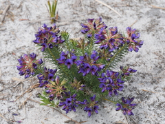 Gompholobium confertum