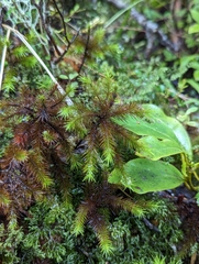Dendroligotrichum tongariroense