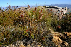 Thamnochortus acuminatus