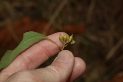 Eucalyptus siderophloia