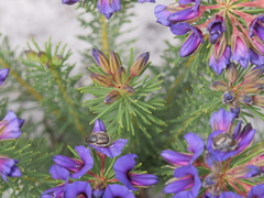 Gompholobium confertum