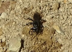 Tachysphex nigerrimus