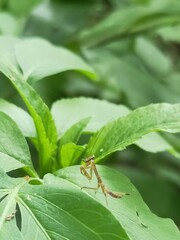 Schizomantodea