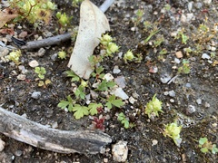 Siloxerus multiflorus