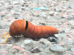 Papilio multicaudata