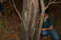 Eucalyptus siderophloia