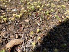 Siloxerus multiflorus