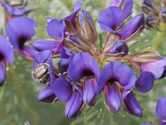 Gompholobium confertum