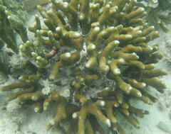 Porites cylindrica