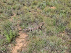 Varanus albigularis albigularis