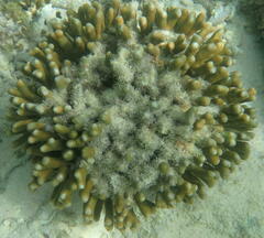 Porites cylindrica
