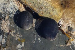 Nerita atramentosa