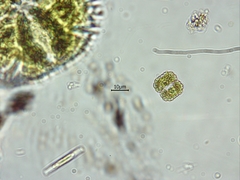 Cosmarium blyttii