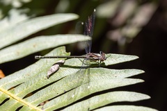 Austroargiolestes calcaris