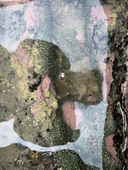 Palythoa