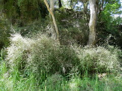 Teucrium parvifolium