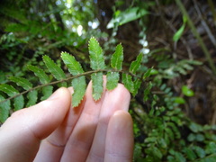 Blechnum filiforme
