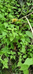 Parietaria debilis