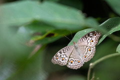Junonia atlites atlites
