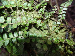 Blechnum filiforme