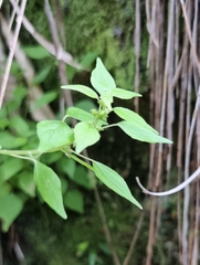 Parietaria debilis