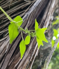 Parietaria debilis