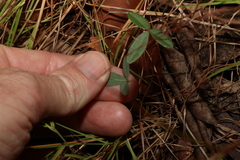Glycine cyrtoloba
