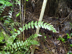 Blechnum filiforme