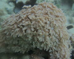 Clavularia