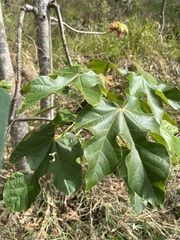Brachychiton