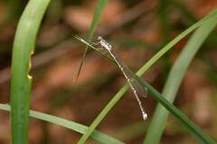 Labidiosticta vallisi