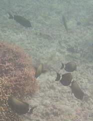 Acanthurus grammoptilus