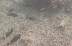 Acanthurus grammoptilus