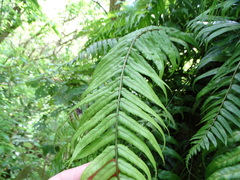 Blechnum filiforme